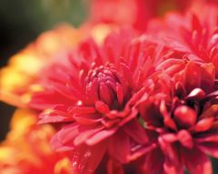 Tapeta Nature Flowers 676.jpg